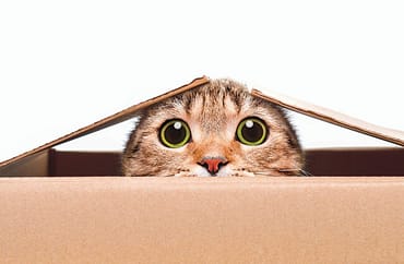 A cat peering over the edge of a cardboard box - illustrating the Schrödinger thought experiment used in this article about AGR and luxury hospitality marketing.