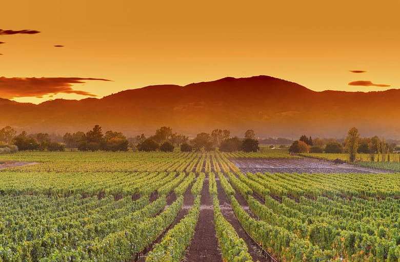 Napa 2 768x503 (visual for luxury hospitality branding)
