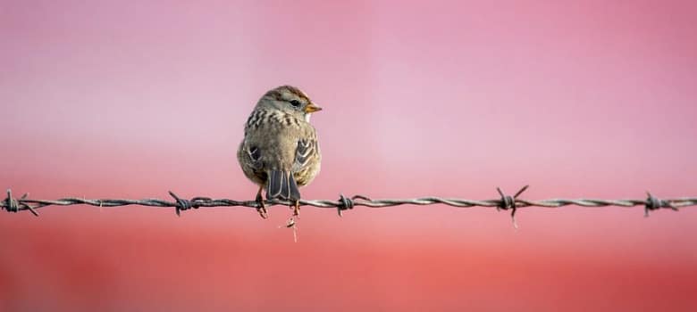 A small sparrow perched on barbed wire against a pink background — illustrating Richard Feynman's lesson that knowing the name of a thing is not the same as knowing the thing.