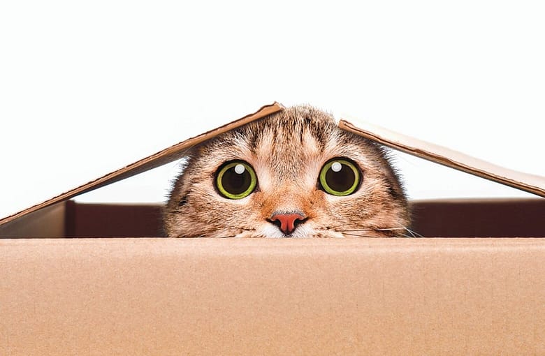 A cat peering over the edge of a cardboard box -- illustrating the Schrödinger thought experiment used in this article about AGR and luxury hospitality marketing.