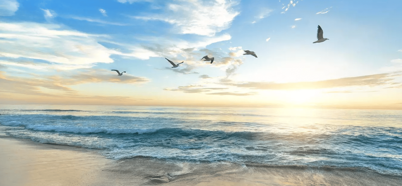 Seaside image of birds flying above a luxury coastal retreat
